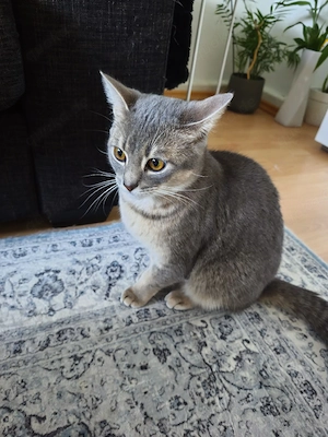 Katerbaby.