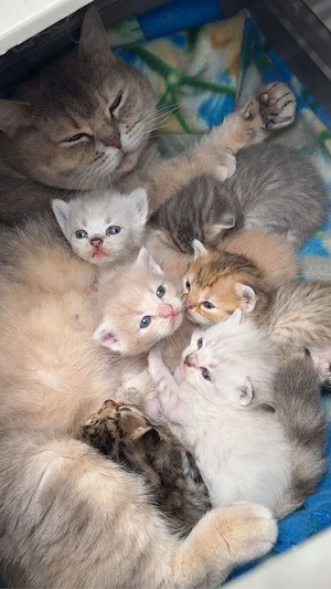 Britisch Kurzhaar Kitten