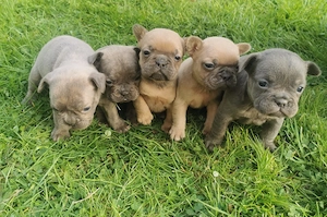 Französische Bulldogge Welpen Fluffy Träger 