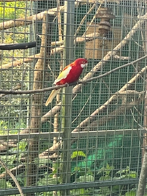 Prachtrosella, Rosella Henne