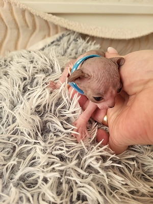 Sphynx Katze, kitten,