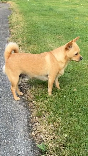 Chihuahua Rüde jung