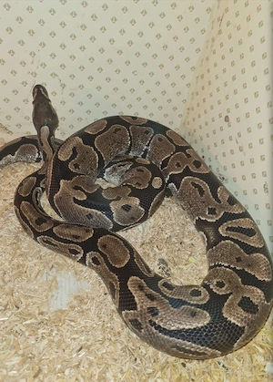 0.1 Classic het clown 