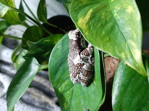 2 Baumhöhlen-Krötenlaubfrösche mit Terrarium und Zubehör