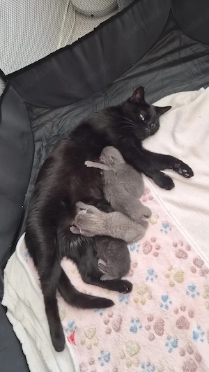 Babykarter sucht ab Juli ein liebes Zuhause 