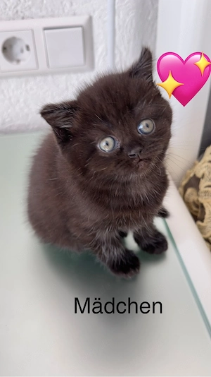 BKH , BLH Kitten (78727 Oberndorf a.N.) Bild 7