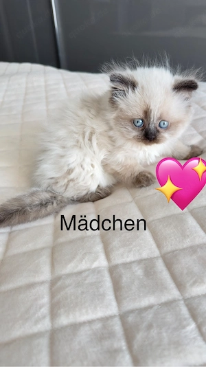 BKH Kitten (78727 Oberndorf a.N.)