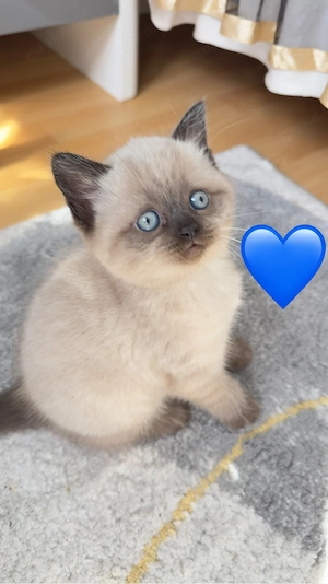 BKH Kitten (78727 Oberndorf a.N.)
