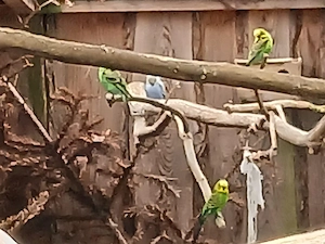 Wellensittiche, Ziervögel
