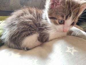 Süßes Kitten (12 Wochen) sucht neue Familie