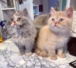 BKH x BLH Kitten Bärchen 