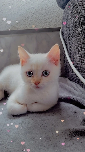 toller verschmuster kater 