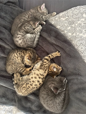 Britisch kurzhaar bengal kitten Ende Mai abzugeben 