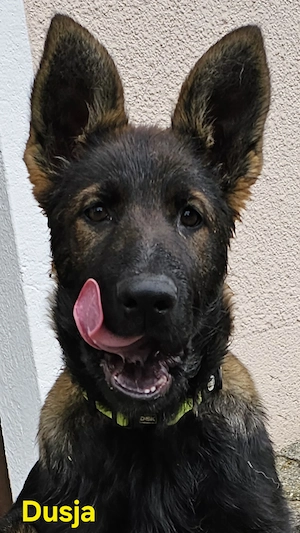 Reinrassige Schäferhundwelpe stammen aus 100% DDR Linien