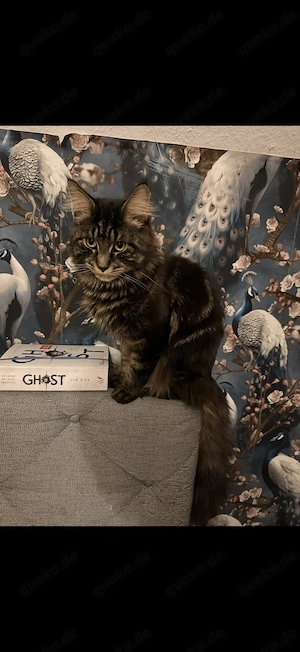 Main Coon Kater 