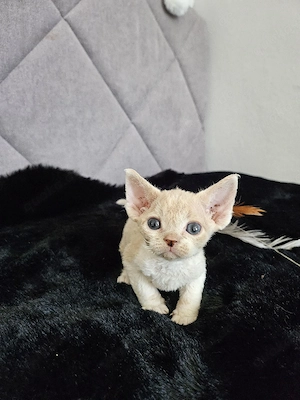 Devon Rex Kitten Kastrirt 