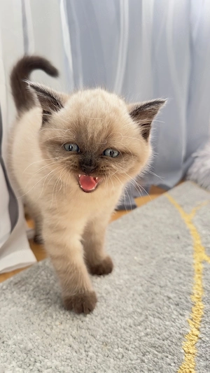 BKH Kitten (78727 Oberndorf a.N.)