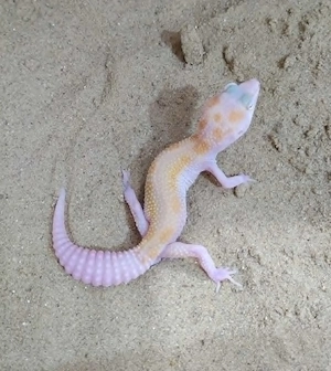 Leopardgecko Männchen 2025
