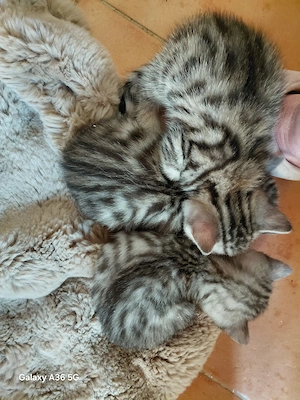 BKH Kitten silver tabby (Whiskas Katze)