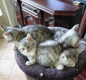 BKH Kitten silver tabby (Whiskas Katze)