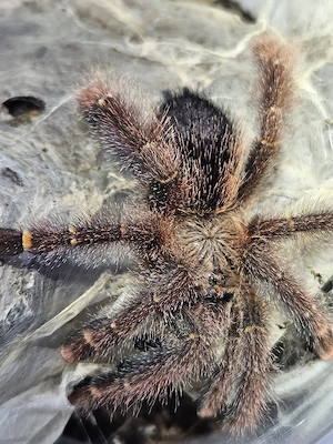 Vogelspinne Avicularia rufa brazil