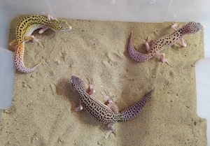 Leopardgecko Weibchen 2025
