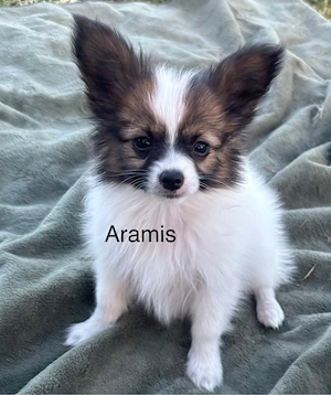 Unsere Papillion Rasselbande suchen ein liebevolles Zuhause