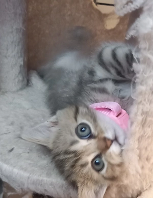 Fünf  Britisch Kitten 
