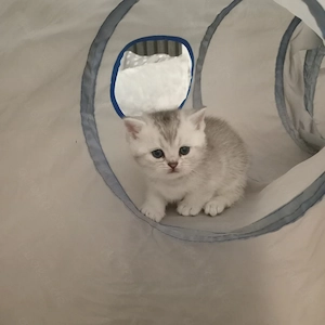 BKH Britisch Kurzhaar Kitten ,2Junge noch frei. 