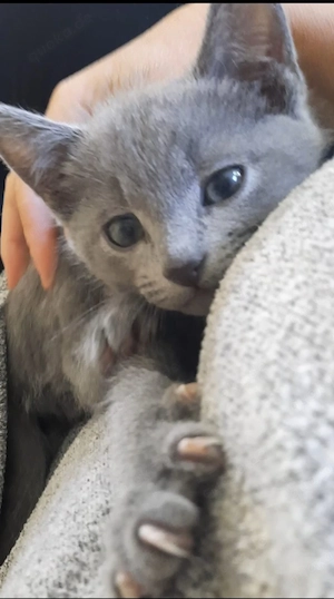 Russisch Blau Kitten