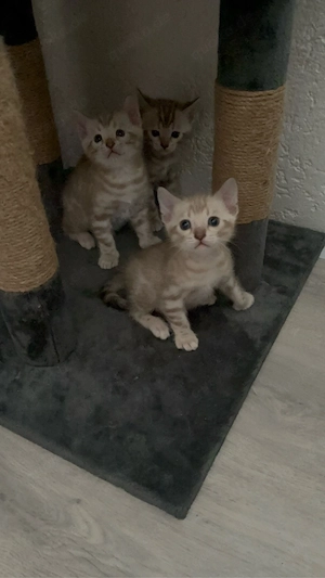 Reinrassige Bengal Kitten (Snow Bengal)