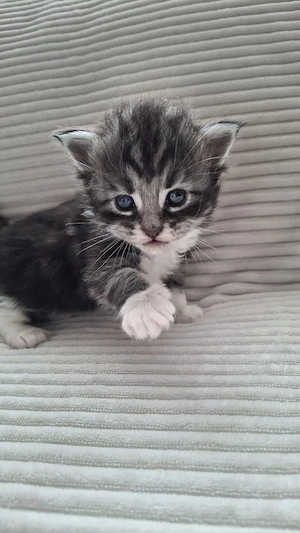 Maine Coon Kitten Katze Kater 