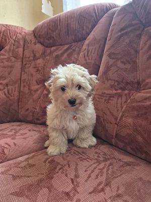 Maltipoo Welpe-Herzensbrecher sucht sein Für-immer-Zuhause