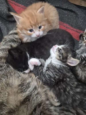 Bezaubernde Maine Coon Waldkatzen Glückskatzen Kitten  Bild 5