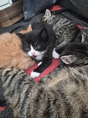 Bezaubernde Maine Coon Waldkatzen Glückskatzen Kitten  Bild 2