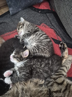 Bezaubernde Maine Coon Waldkatzen Glückskatzen Kitten  Bild 8
