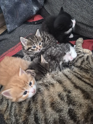 Bezaubernde Maine Coon Waldkatzen Glückskatzen Kitten  Bild 6