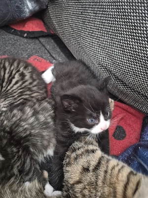 Bezaubernde Maine Coon Waldkatzen Glückskatzen Kitten  Bild 4