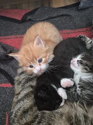 Bezaubernde Maine Coon Waldkatzen Glückskatzen Kitten  Bild 3