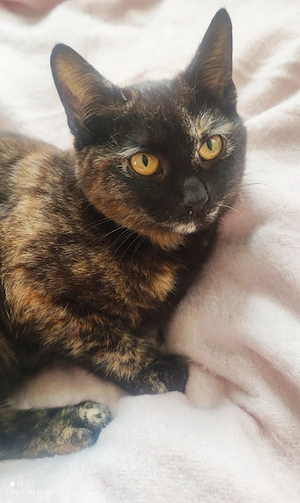 junge Herbstkatze Schildpatt weiblich sucht