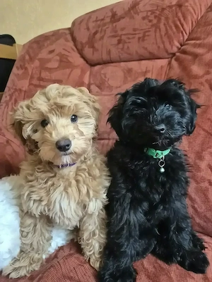 Zwei kleine Maltipoo-Herzensbrecher suchen ihr Für-immer-Zuhause