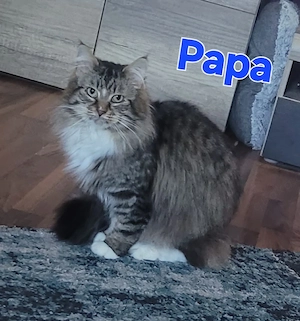 Bezaubernde Maine Coon Waldkatzen Glückskatzen Kitten  Bild 9