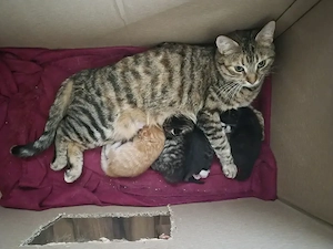 Bezaubernde Maine Coon Waldkatzen Glückskatzen Kitten  Bild 7