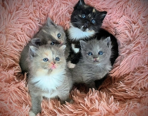 Zauberhafte BKH Katzenmädchen, mehrfarbig, suchen ein neues Zuhause 