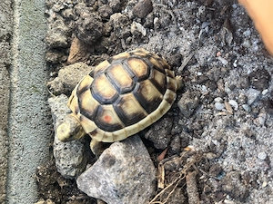 Breitrandschildkröten, griechische Landschildkröten, NZ 2025