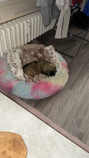 9 wochen alter pekinese welpe 