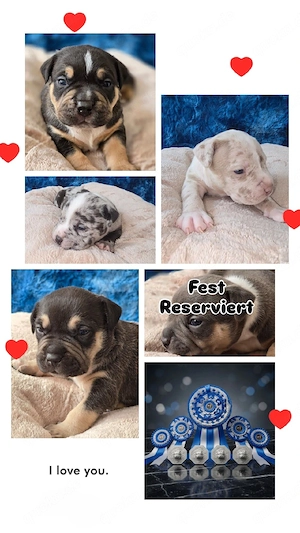 American Bully Welpen ABKC registriert | Top Abstammung