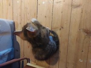 Mischling Katzen Kitten