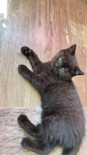 BKH Kitten zu verkaufen  (  schoko )  650 EURO   Oberndorf am Neckar.     Bild 8