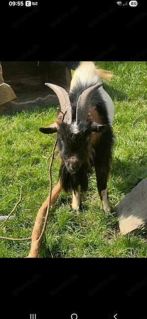 Zwergziegen  Bock zu verkaufen 